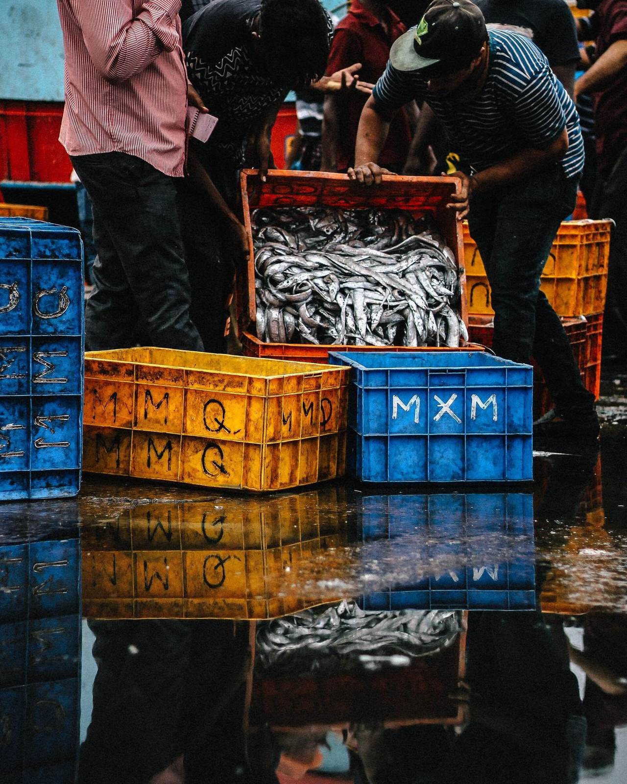 Morning catch laid out on ice at the quayside